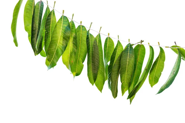 Indian Flower Garland Mango Leaves Ugadi Holiday Ornate Decoration Isolated — Stock Photo, Image