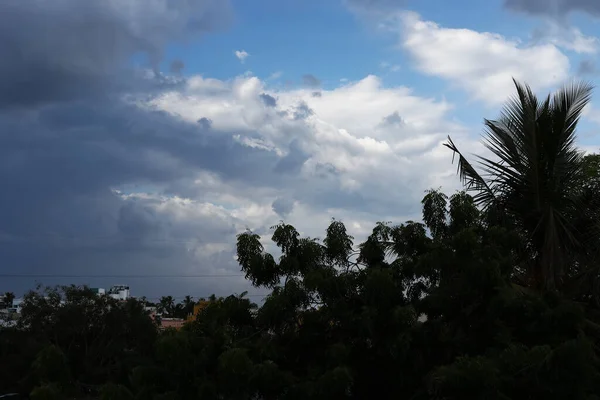 Plan Silhouette Manguier Sur Fond Bleu Ciel — Photo