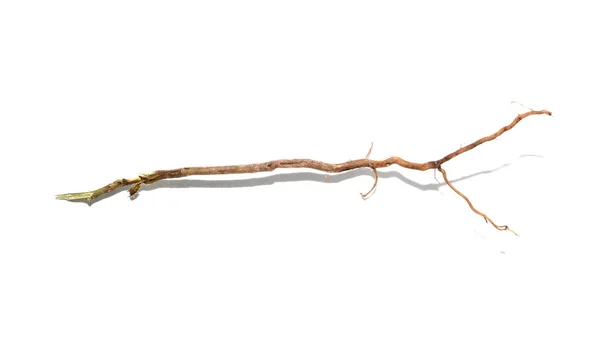 Racines Jeunes Plantes Isolées Sur Fond Blanc — Photo