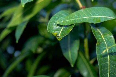 Güzel sular yağmurdan sonra yapraklara düşer..