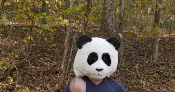 Człowiek ubrany w maskę Panda świętuje zwycięstwo i taniec — Wideo stockowe
