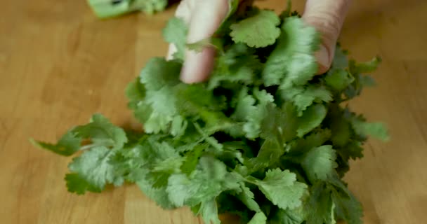 Hand holding and inspecting a fresh bunch of cilantro herbs — Stock Video