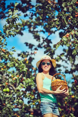 Kayısı ağacı üzerinde taze meyve hasat