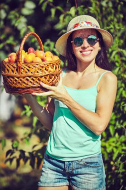 Kayısı ağacı üzerinde taze meyve hasat