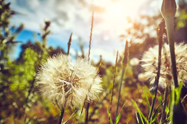 Paardebloem Field Pluizige Paardebloem Deel Van Een Weide Achtergrond — Stockfoto