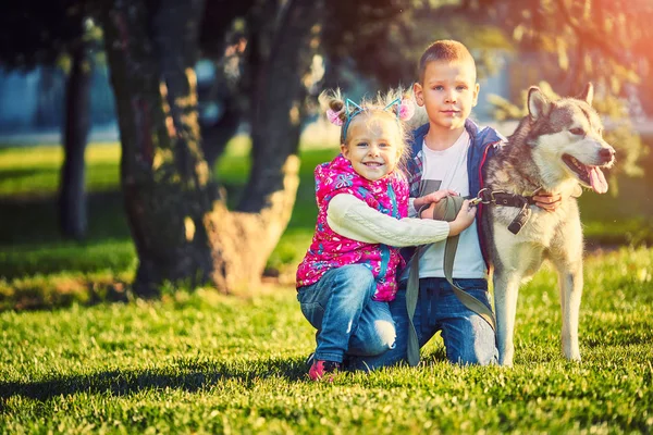 büyük bir köpek olan küçük bir çocuğun en iyi arkadaş oldular