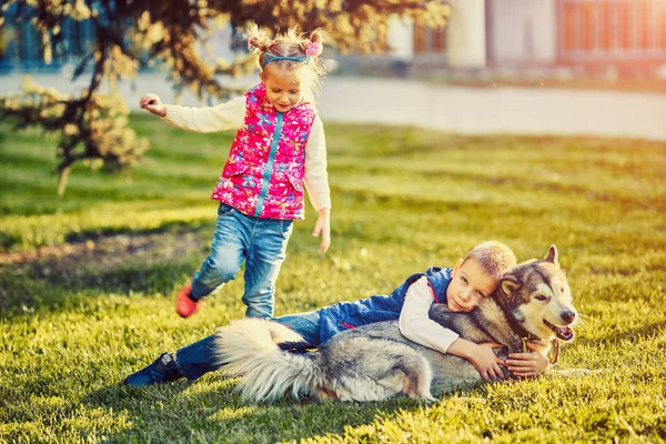 büyük bir köpek olan küçük bir çocuğun en iyi arkadaş oldular