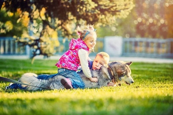 büyük bir köpek olan küçük bir çocuğun en iyi arkadaş oldular