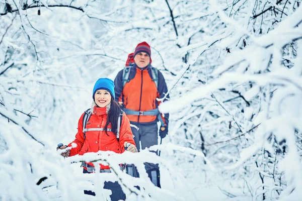 Turistas Estão Caminhando Floresta Inverno — Fotografia de Stock