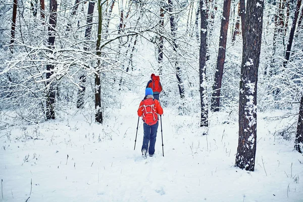 Les Touristes Marchent Dans Forêt Hiver — Photo