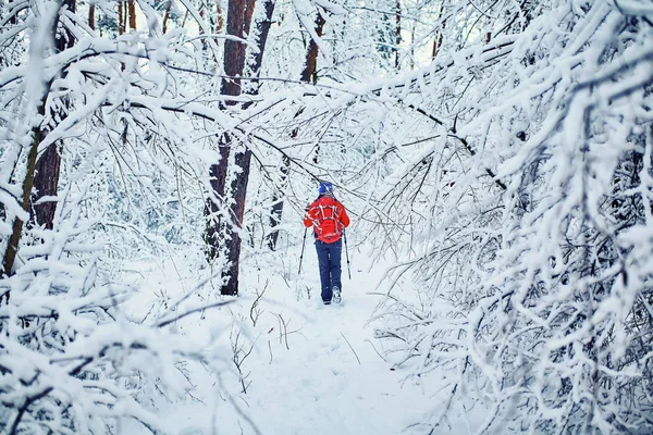 Los Turistas Están Caminando Bosque Invierno — Foto de Stock