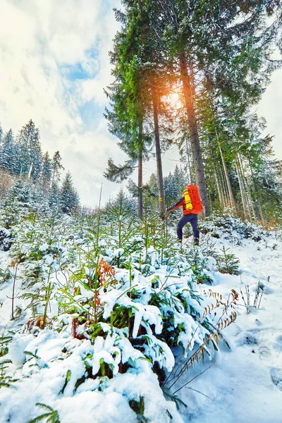 Sendero Cubierto Nieve Bosque Invierno — Foto de Stock