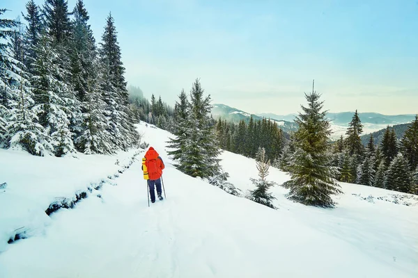 Neve Coberto Trilha Caminhadas Floresta Inverno — Fotografia de Stock