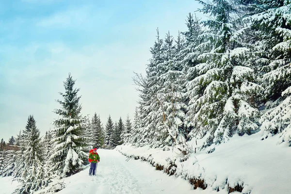 Χιονισμένες Πεζοπορική Διαδρομή Στο Δάσος Του Χειμώνα — Φωτογραφία Αρχείου
