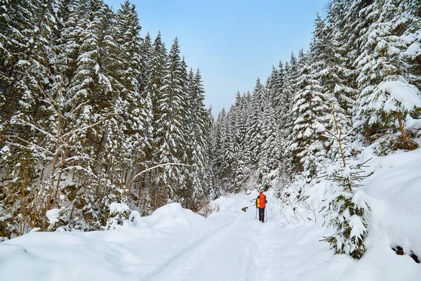 Neve Coberto Trilha Caminhadas Floresta Inverno — Fotografia de Stock