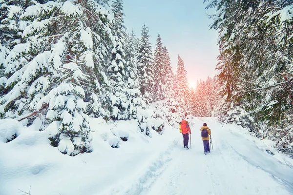 Χιονισμένες Πεζοπορική Διαδρομή Στο Δάσος Του Χειμώνα — Φωτογραφία Αρχείου