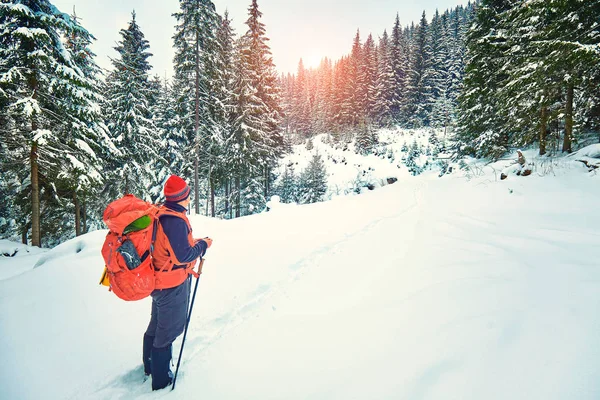 Snötäckta Vandringsled Vinter Skog — Stockfoto