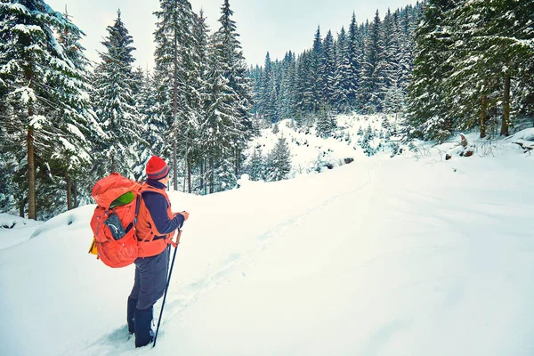 Snötäckta Vandringsled Vinter Skog — Stockfoto