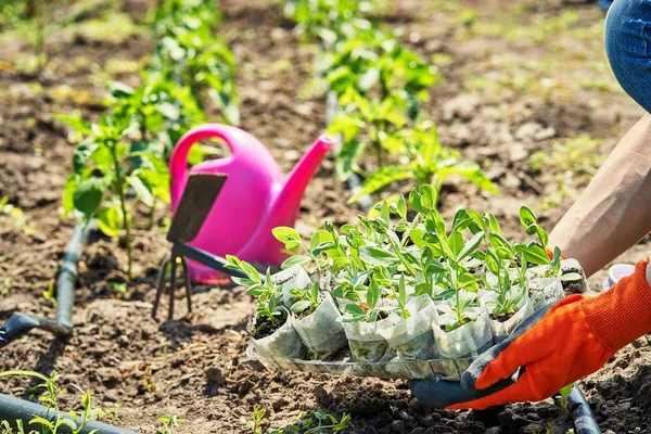 A woman works in the garden on her own in the garden — Stock Photo, Image