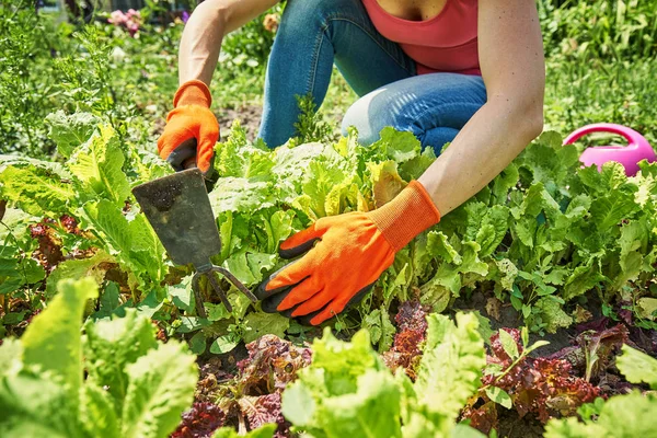 A woman works in the garden on her own in the garden — Stock Photo, Image