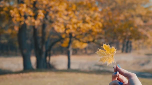 Geel Herfstblad Hand Een Achtergrond Van Bomen — Stockvideo