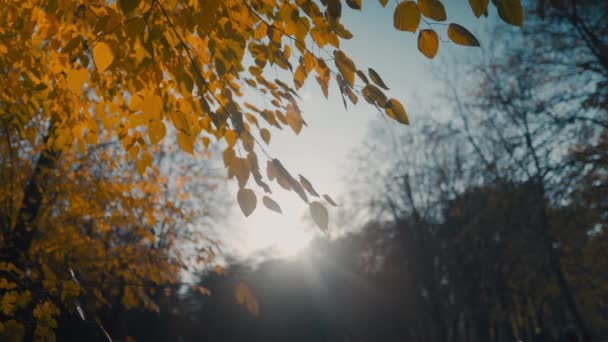 Ветка Желтыми Листьями Фоне Заката — стоковое видео