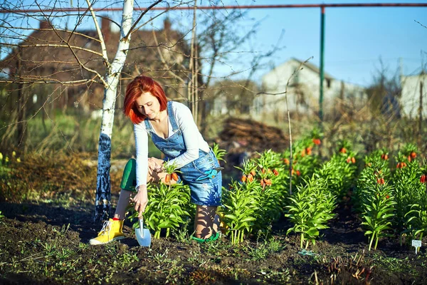 Het Concept Van Tuinieren Zaailingen Planten Site Het Voorjaar — Stockfoto