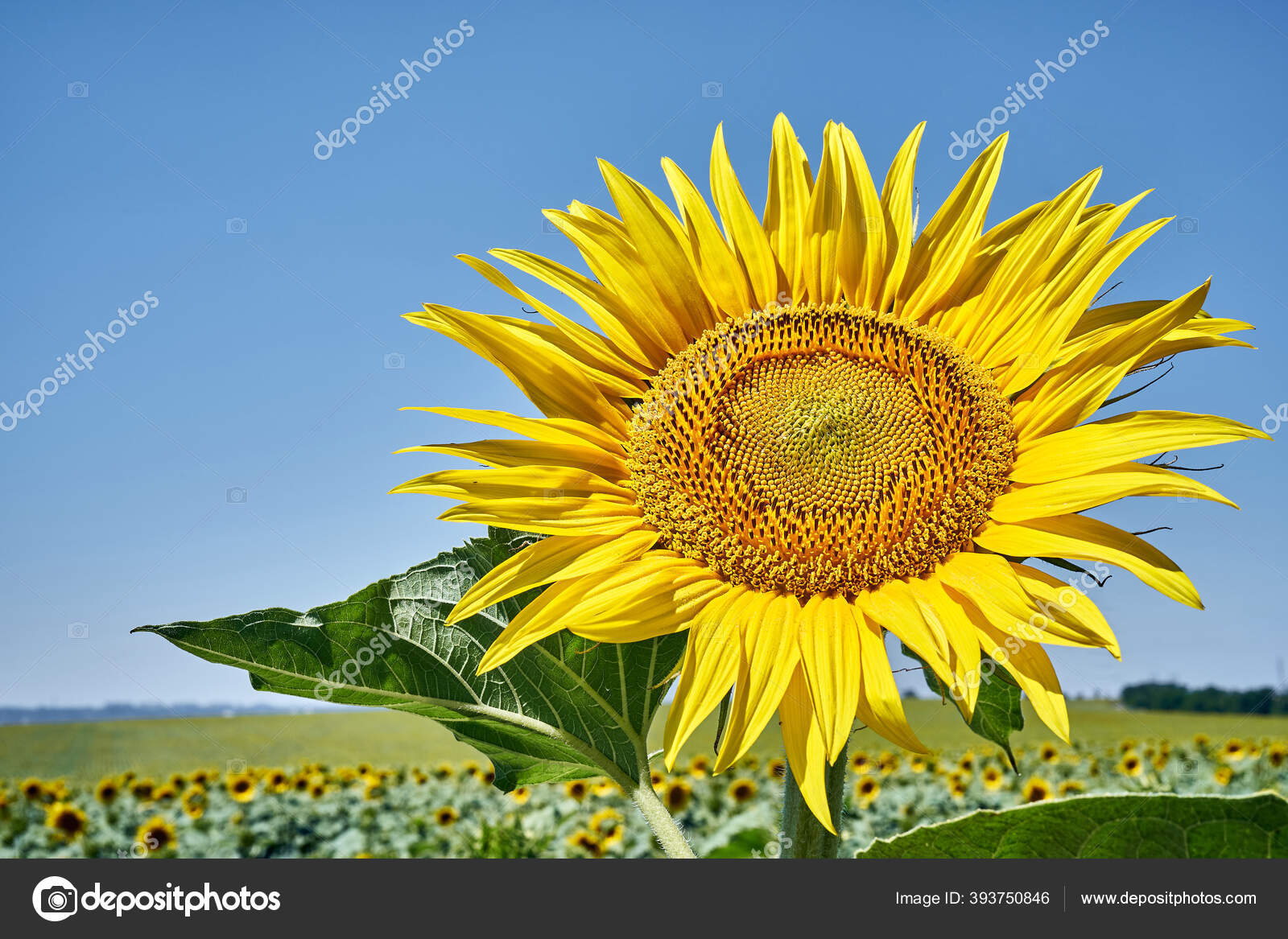 黄金のひまわり畑の夏の風景 ストック写真 C 6okean Gmail Com 黄金のひまわり畑の夏の風景 ストック写真 C 6okean Gmail Com