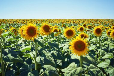 Altın ayçiçeği tarlasının yaz manzarası