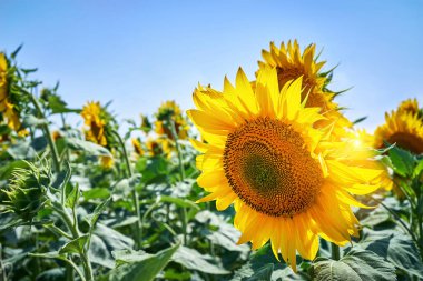 Altın ayçiçeği tarlasının yaz manzarası
