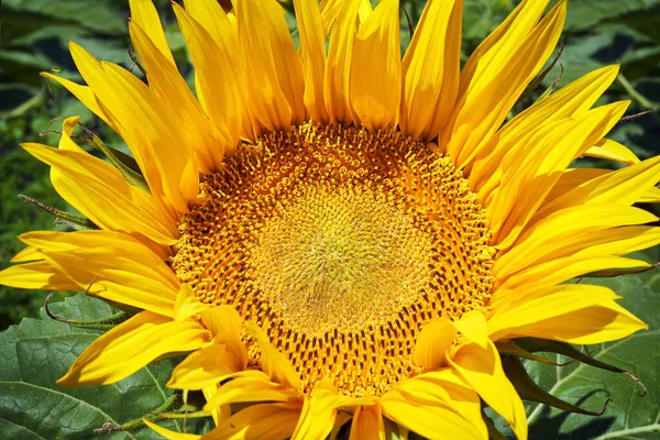 Літній Ландшафт Золотого Соняшника — стокове фото
