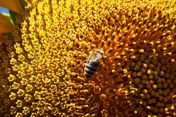 Zomer Landschap Van Gouden Zonnebloem Veld — Stockfoto