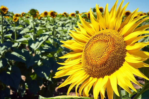 Καλοκαίρι Τοπίο Του Golden Sunflower Πεδίο — Φωτογραφία Αρχείου