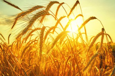 Buğday tarlası. Altın buğday kulakları yakın plan. Hasat konsepti