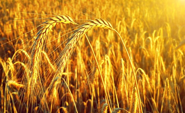 Wheat Field Ears Golden Wheat Closeup Harvest Concept — Stock Photo, Image