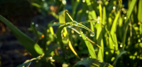 Saftiges Sattgrünes Gras Auf Der Wiese Mit Wassertropfen Morgenlicht Frühlingssommer — Stockfoto