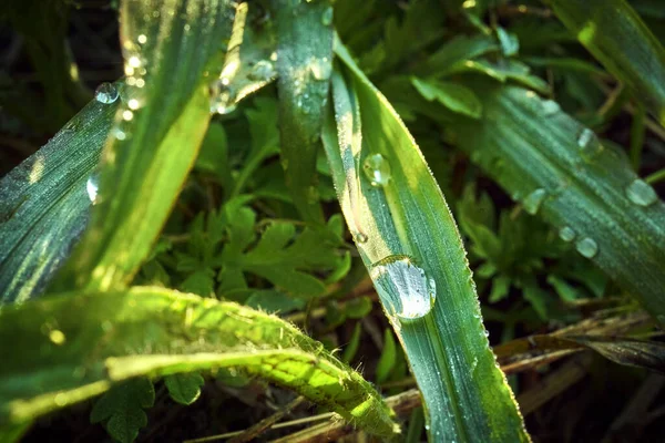 Grama Verde Exuberante Suculenta Prado Com Gotas Orvalho Água Luz — Fotografia de Stock