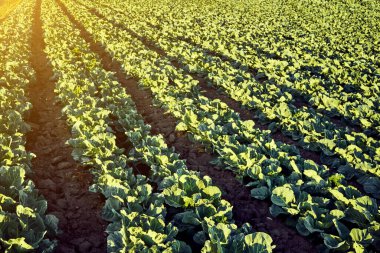 Yeşil lahana kafaları sahada yetişir..