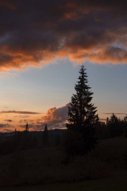 Çam ağacının silueti bulutlu dramatik bir günbatımı gökyüzüne karşı.