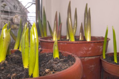 Toprağı birkaç kil çömlek içinde yarıp geçen hassas lale filizlerinin yakın plan çekimi. Baharın, büyümenin ve ev huzurunun sembolü..