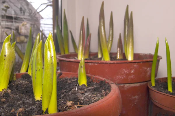 Toprağı birkaç kil çömlek içinde yarıp geçen hassas lale filizlerinin yakın plan çekimi. Baharın, büyümenin ve ev huzurunun sembolü..