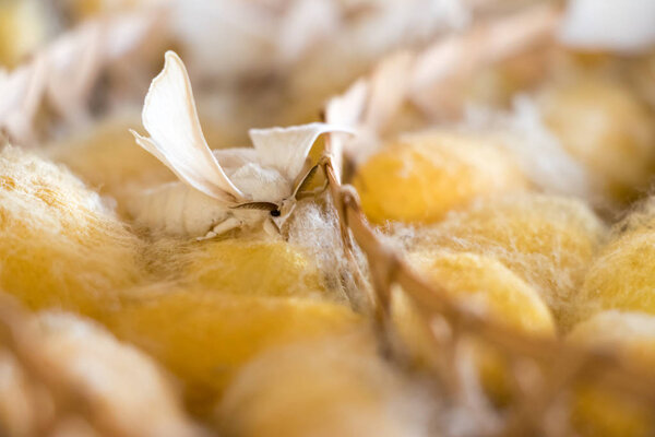 Closed up of group yellow cocoon of silk worm and butterfly still breed in weave nest background