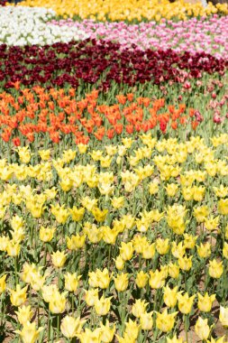 Çok renkli çiçek açan Lale Çiçek Bahçe zemin üzerine