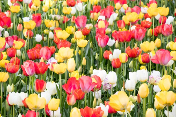 Multi color of blooming tulip flower background