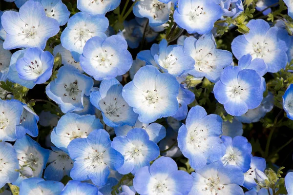 Fechado Nemophila Baby Blue Eyes Fundo Flor — Fotografia de Stock