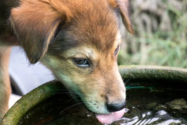 Genç Kahverengi Renkli Köpek Arka Planını Yalıyor — Stok fotoğraf