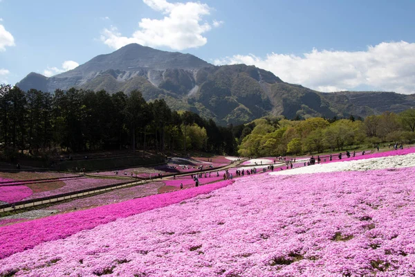 Saitama Japonya - 28 Nisan 2017: Pembe moss (Shibazakura, Phlox subulata) çiçek Saitama Prefecture, Kanto alan, Japonya Hitsujiyama Park'ta. Ünlü turistik için burası.