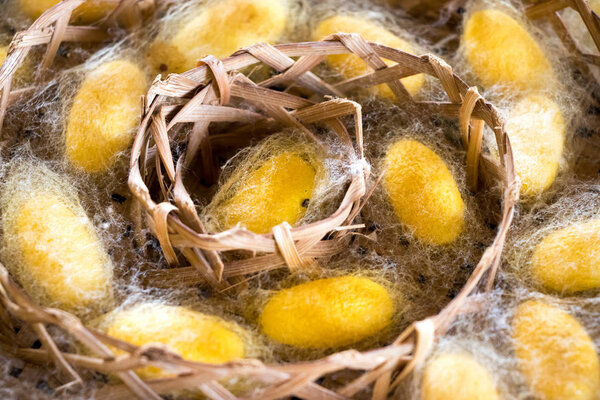 Closed up of group yellow cocoon of silk worm in weave nest background