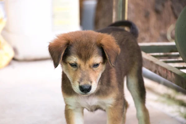 Genç Kahverengi Renk Köpek Arka Plan — Stok fotoğraf