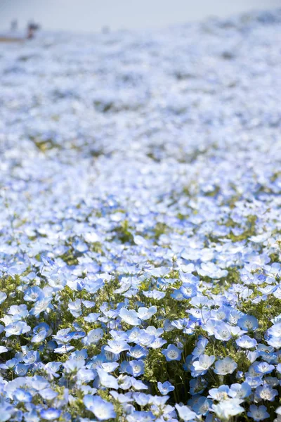 Nemophila Olhos Azuis Bebê Crescem Como Fundo Tapete — Fotografia de Stock